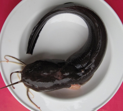 Cá Ngát - Thiên Nhiên